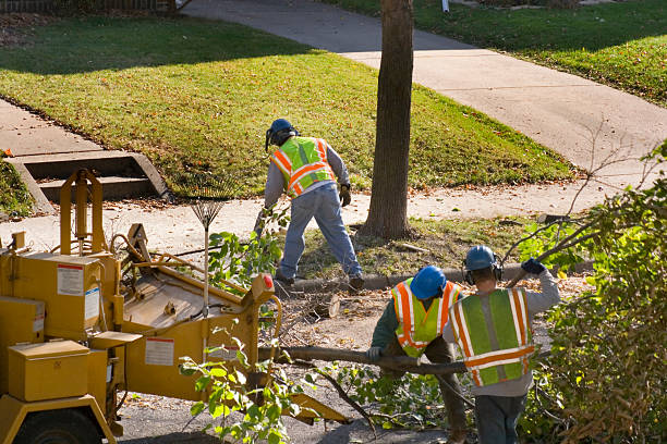 Best Best Tree Removal Services  in Edmond, OK